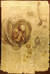 Da_Vinci_Studies_of_Embryos_Luc_Viatour